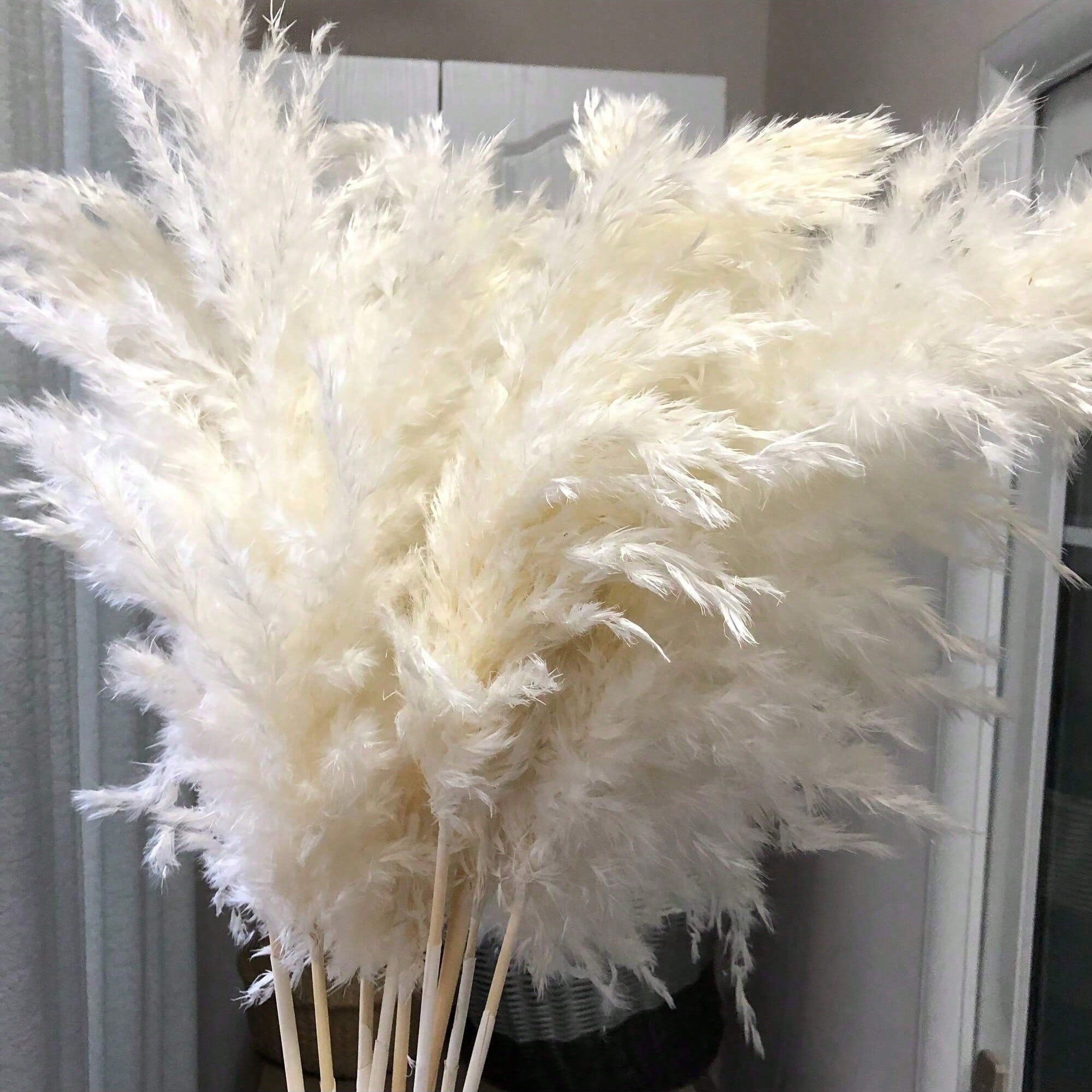 10/20/30 pièces d'herbe de pam - Pampas Grass Decor avis et prix
